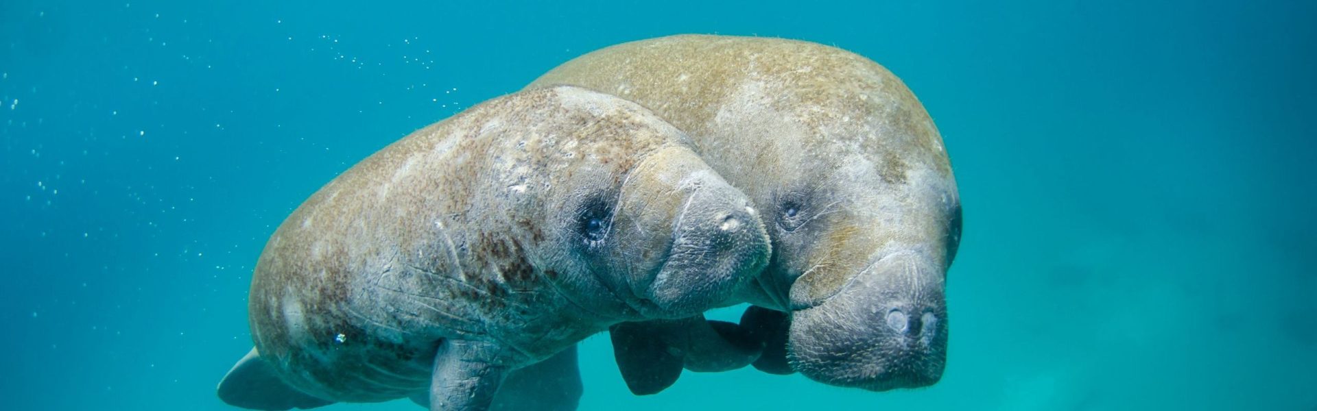 Manatee