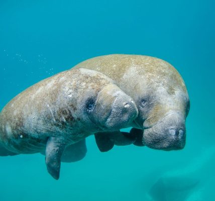 Manatee