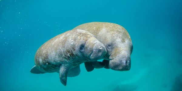 Manatee