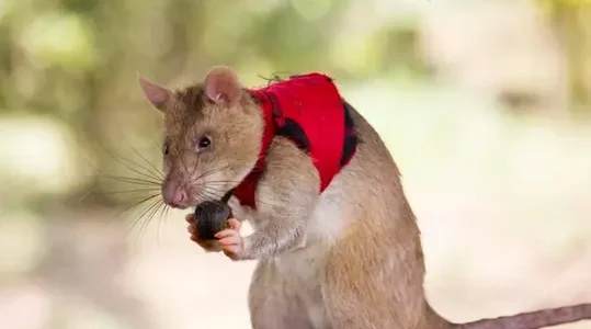 Bagaimana Tikus Raksasa Bisa Mengelabui Para Penyelundup Satwa Liar