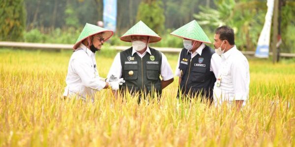 WMO dan FAO Peringatan Dini Bagi Sektor Pertanian