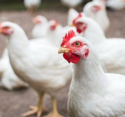 Terobosan dalam Penyuntingan Gen Ayam Bisa Hentikan Pemusnahan Miliaran