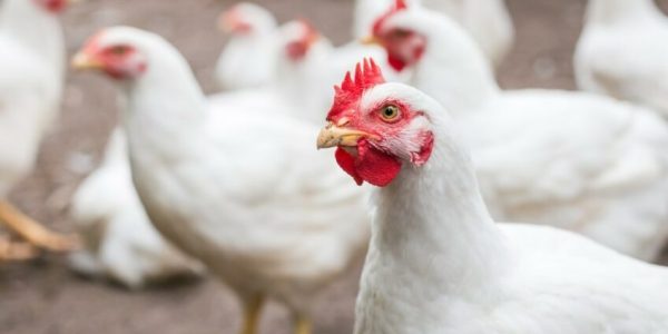 Terobosan dalam Penyuntingan Gen Ayam Bisa Hentikan Pemusnahan Miliaran