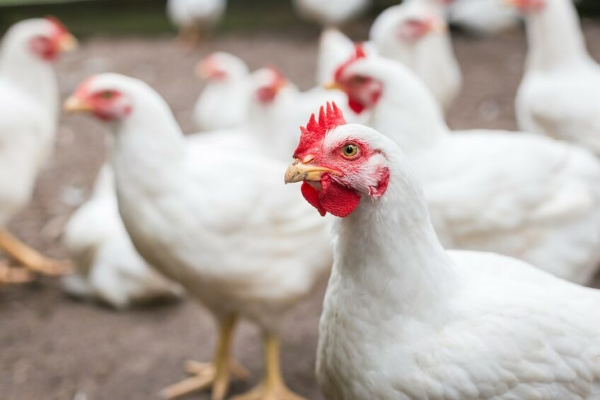 Terobosan dalam Penyuntingan Gen Ayam Bisa Hentikan Pemusnahan Miliaran