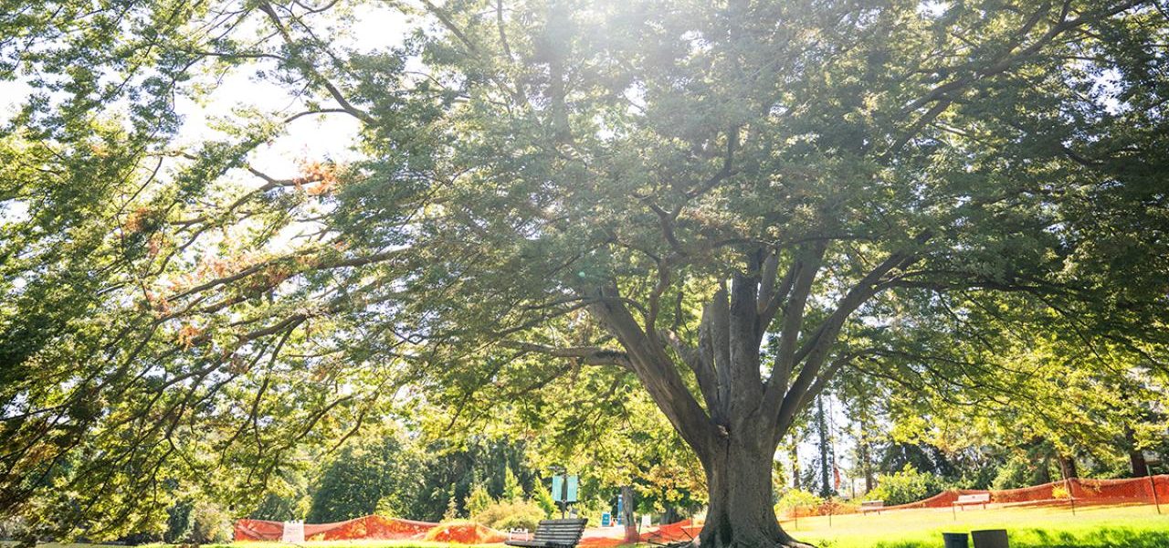 Ribuan Pohon Arboretum Ditanam Pasca Penyakit Upaya Pemulihan Lingkungan dan Keanekaragaman Hayati